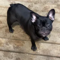 Savvy, a female French Bulldog for sale in Russellville, AR – Photo 2 of 5