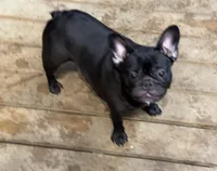 Savvy, a female French Bulldog for sale in Russellville, AR – Photo 2 of 5