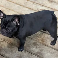 Savvy, a female French Bulldog for sale in Russellville, AR – Photo 1 of 5