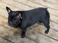 Savvy, a female French Bulldog for sale in Russellville, AR – Photo 1 of 5