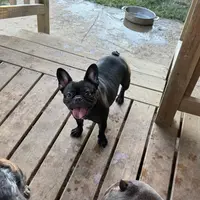 Savvy, a female French Bulldog for sale in Russellville, AR – Photo 5 of 5