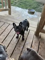 Savvy, a female French Bulldog for sale in Russellville, AR – Photo 5 of 5