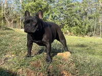 Prissy Anne, a female French Bulldog for sale in Russellville, AR – 5 of 10