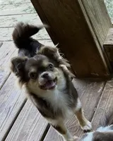 Lucky Ducky, a female Chihuahua for sale in Russellville, AR – 2 of 6