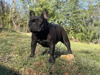 Prissy Anne, a female French Bulldog for sale in Russellville, AR – 9 of 10