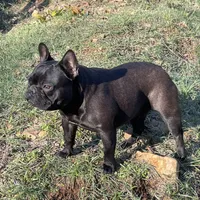 Prissy Anne, a female French Bulldog for sale in Russellville, AR – Photo 1 of 3