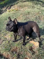 Prissy, a female French Bulldog for sale in Russellville, AR – Photo 1 of 3