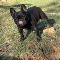 Prissy Anne, a female French Bulldog for sale in Russellville, AR – Photo 3 of 3