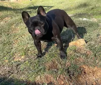 Prissy, a female French Bulldog for sale in Russellville, AR – Photo 3 of 3
