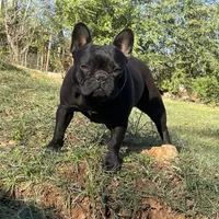 Prissy Anne, a female French Bulldog for sale in Russellville, AR – Photo 2 of 3