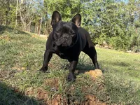 Prissy, a female French Bulldog for sale in Russellville, AR – Photo 2 of 3