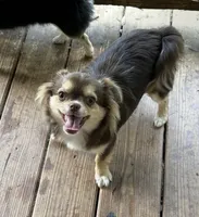 Lucky Ducky, a female Chihuahua for sale in Russellville, AR – 6 of 6