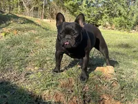 Prissy Anne, a female French Bulldog for sale in Russellville, AR – 7 of 10
