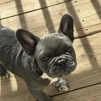 aa blue merle male, a male French Bulldog for sale in Russellville, AR – Photo 6 of 10