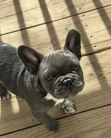 aa blue merle male, a male French Bulldog for sale in Russellville, AR – Photo 6 of 10