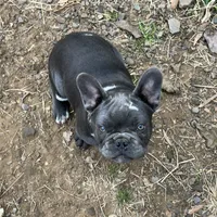 aa blue merle male, a male French Bulldog for sale in Russellville, AR – Photo 5 of 10