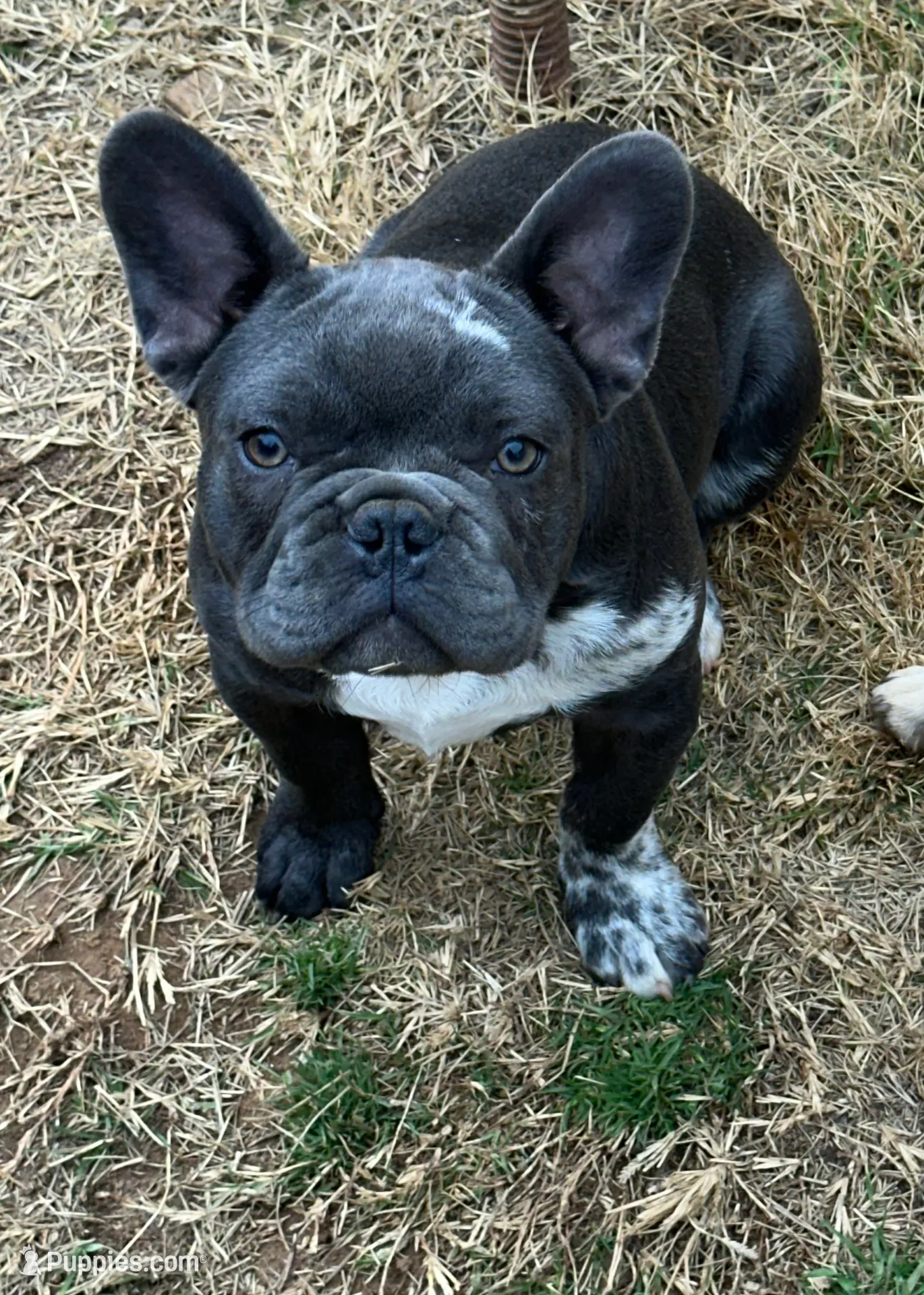 aa blue merle male, a male French Bulldog for sale in Russellville, AR – Photo 4 of 10