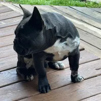 aa blue merle male, a male French Bulldog for sale in Russellville, AR – Photo 3 of 10