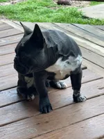 aa blue merle male, a male French Bulldog for sale in Russellville, AR – Photo 3 of 10