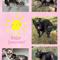 aa blue merle male, a male French Bulldog for sale in Russellville, AR – Photo 10 of 10