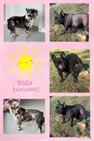 aa blue merle male, a male French Bulldog for sale in Russellville, AR – Photo 10 of 10