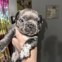 aa blue merle male, a male French Bulldog for sale in Russellville, AR – Photo 9 of 10