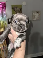 aa blue merle male, a male French Bulldog for sale in Russellville, AR – Photo 9 of 10