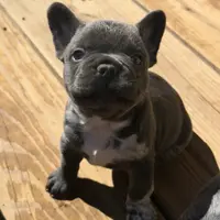 aa blue merle male, a male French Bulldog for sale in Russellville, AR – Photo 8 of 10