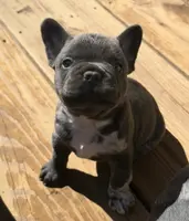aa blue merle male, a male French Bulldog for sale in Russellville, AR – Photo 8 of 10