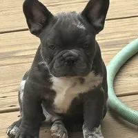 aa blue merle male, a male French Bulldog for sale in Russellville, AR – Photo 7 of 10