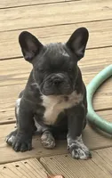 aa blue merle male, a male French Bulldog for sale in Russellville, AR – Photo 7 of 10