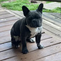 aa blue merle male, a male French Bulldog for sale in Russellville, AR – Photo 2 of 10