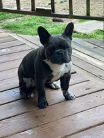 aa blue merle male, a male French Bulldog for sale in Russellville, AR – Photo 2 of 10