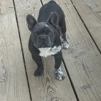 aa blue merle male, a male French Bulldog for sale in Russellville, AR – Photo 1 of 10