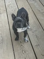 aa blue merle male, a male French Bulldog for sale in Russellville, AR – Photo 1 of 10