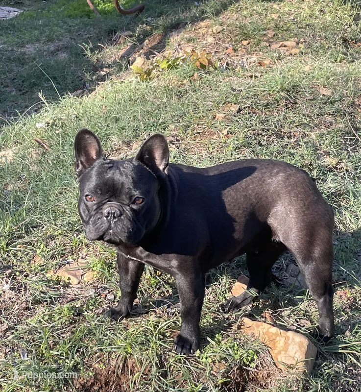 Prissy Anne – French Bulldog puppy for sale in Russellville, AR