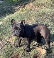 Prissy Anne, a female French Bulldog for sale in Russellville, AR – 1 of 10