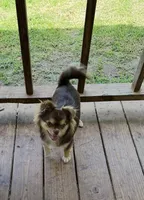 Lucky Ducky, a female Chihuahua for sale in Russellville, AR – 3 of 6