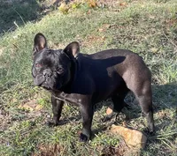 Prissy Anne, a female French Bulldog for sale in Russellville, AR – 8 of 10