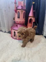 Ember, a female Poodle - Toy  for sale in Saint Peters, MO – 2 of 4