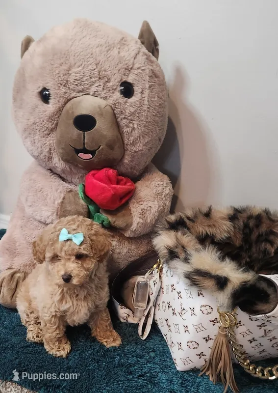 Stormy – Poodle - Toy  puppy for sale in Saint Peters, MO