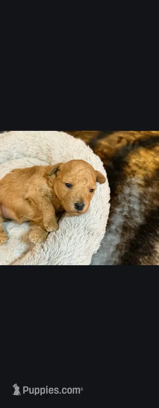 Raine – Poodle - Toy  puppy for sale in Saint Peters, MO