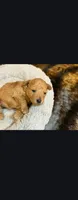Raine, a female Poodle - Toy  for sale in Saint Peters, MO – 1 of 1