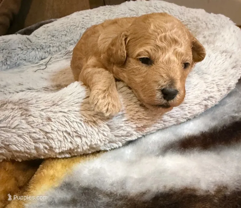 Boston – Poodle - Toy  puppy for sale in Saint Peters, MO