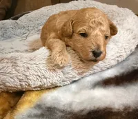 Boston, a male Poodle - Toy  for sale in Saint Peters, MO – 1 of 1