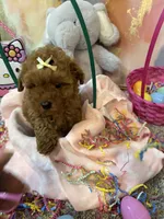 Sky, a female Poodle - Toy  for sale in Saint Peters, MO – Photo 3 of 5