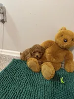 Sky, a female Poodle - Toy  for sale in Saint Peters, MO – 8 of 8