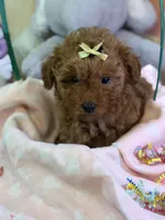 Sky, a female Poodle - Toy  for sale in Saint Peters, MO – Photo 1 of 5