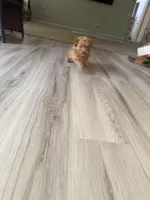 Sky, a female Poodle - Toy  for sale in Saint Peters, MO – Photo 4 of 5