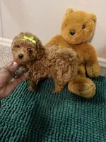 Sky, a female Poodle - Toy  for sale in Saint Peters, MO – 7 of 8